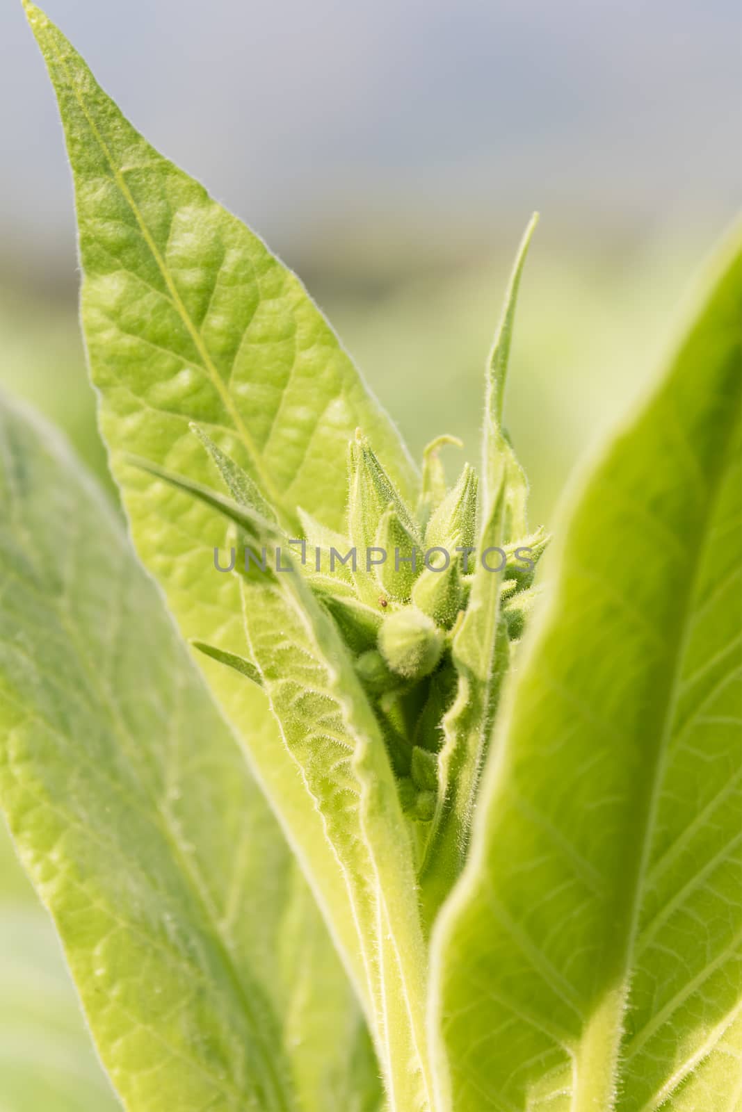 Close up Common tobacco, the Nicotiana tabacum is an annually-growing herbaceous plant