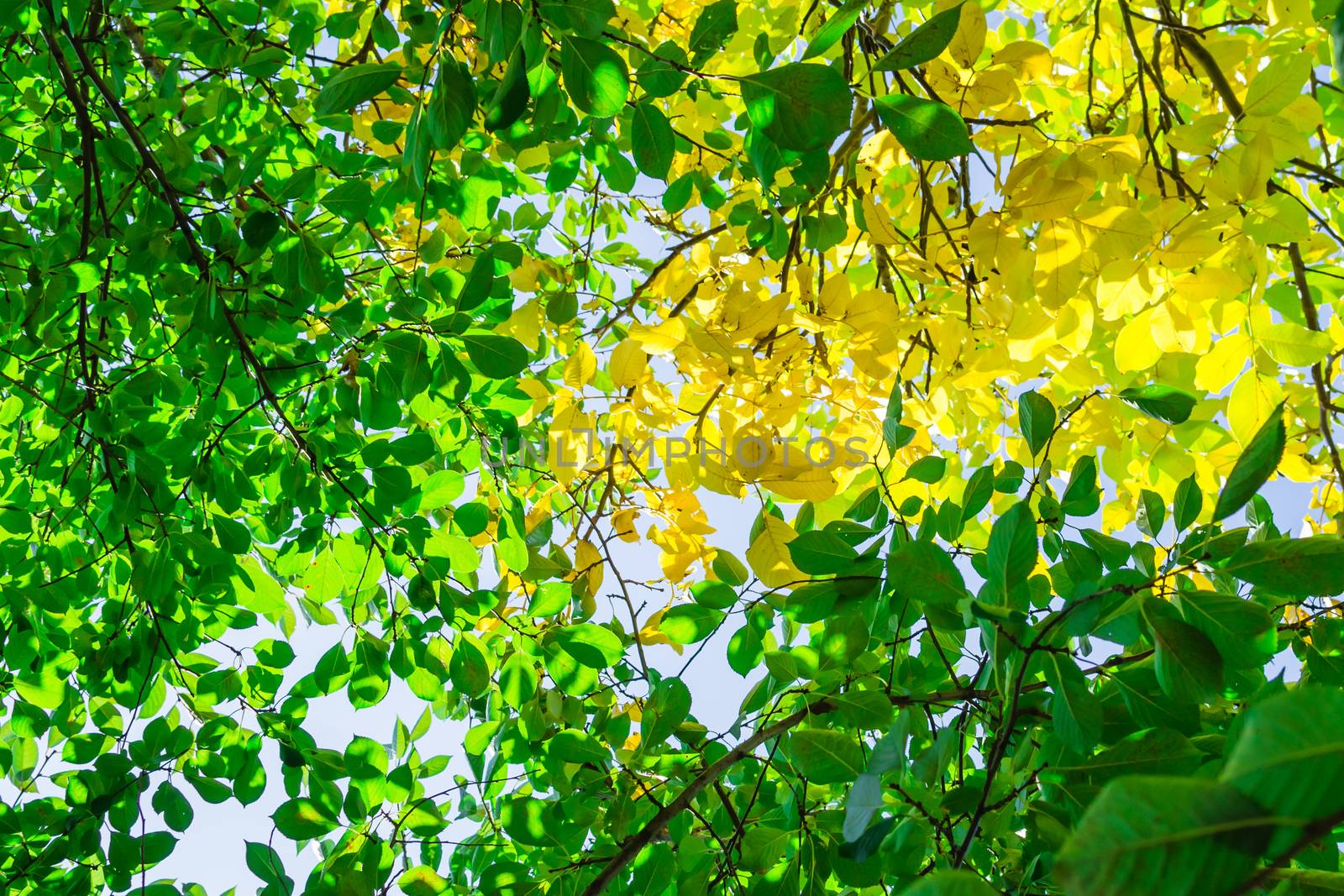 autumn leaves hdr South spring mood leaves nature