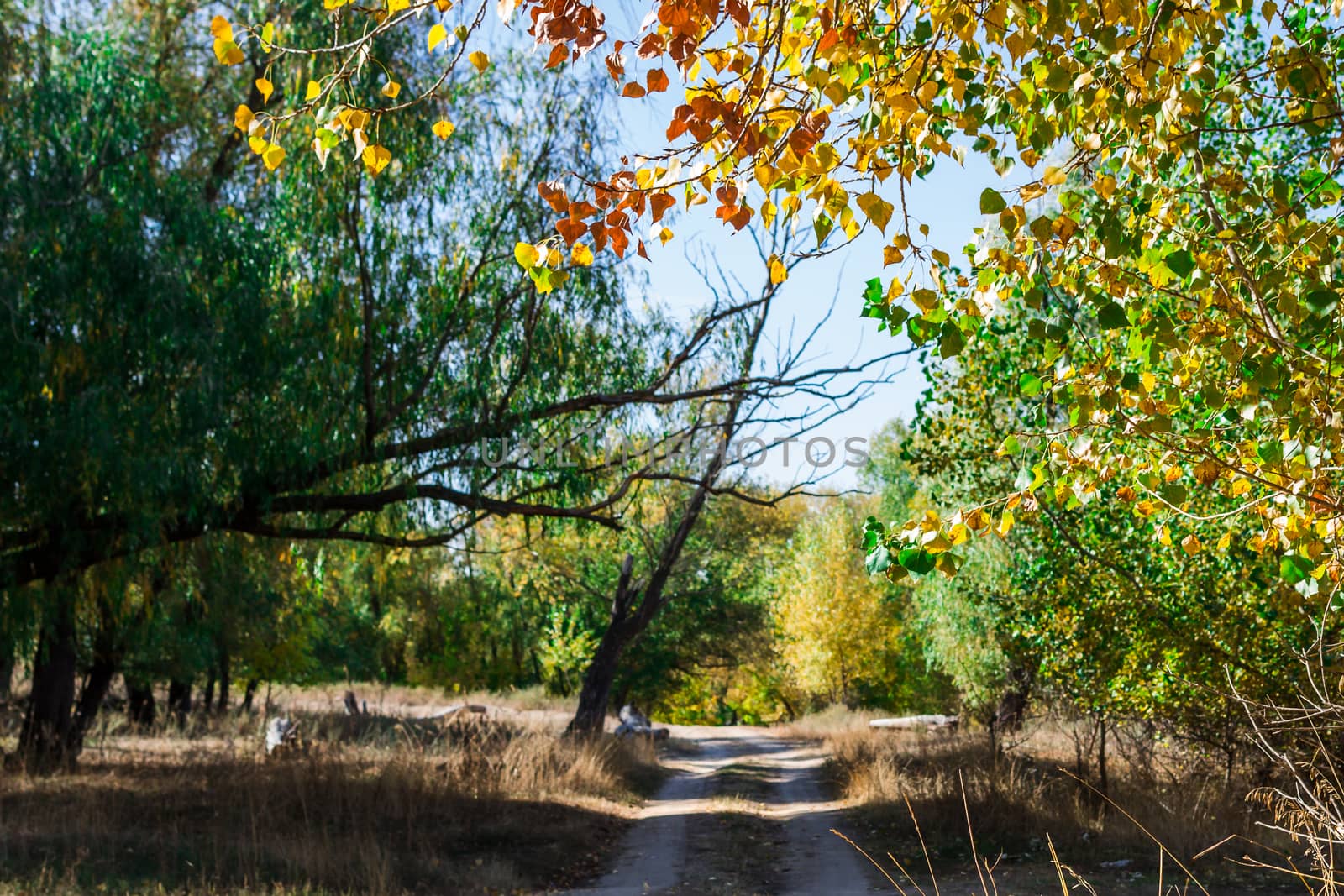 Cloudy autumn weather in russia the nature of the forest Kingdom