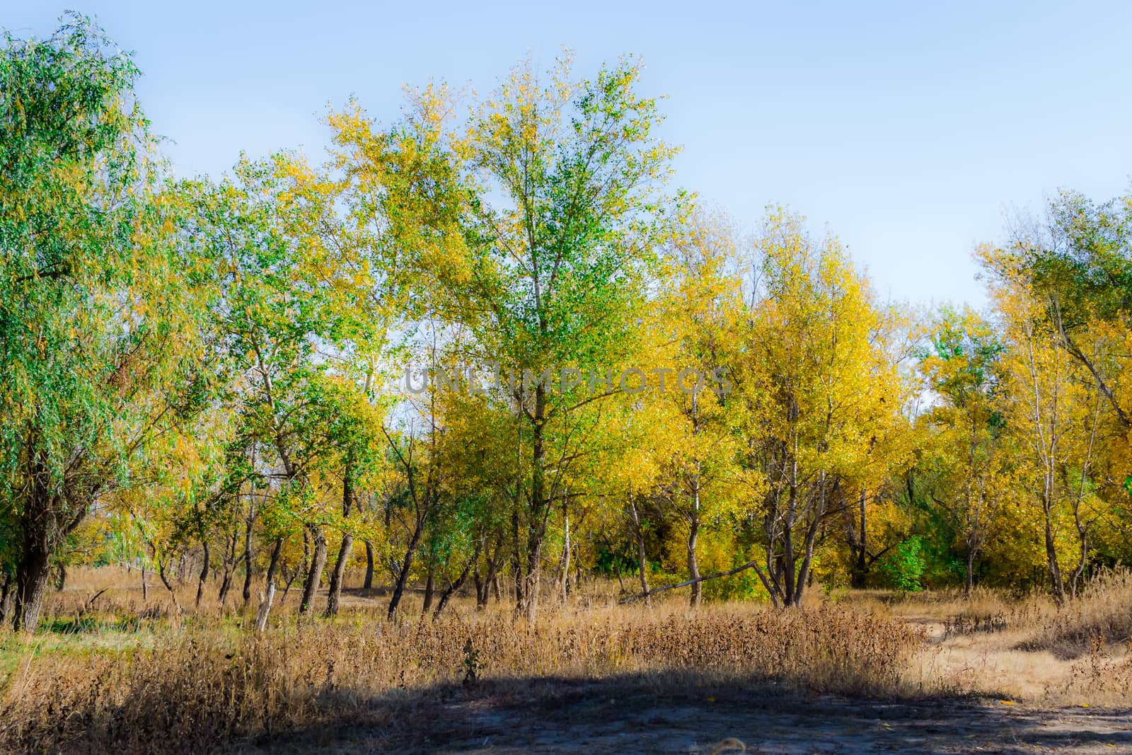 Cloudy autumn weather in russia the nature of the forest Kingdom