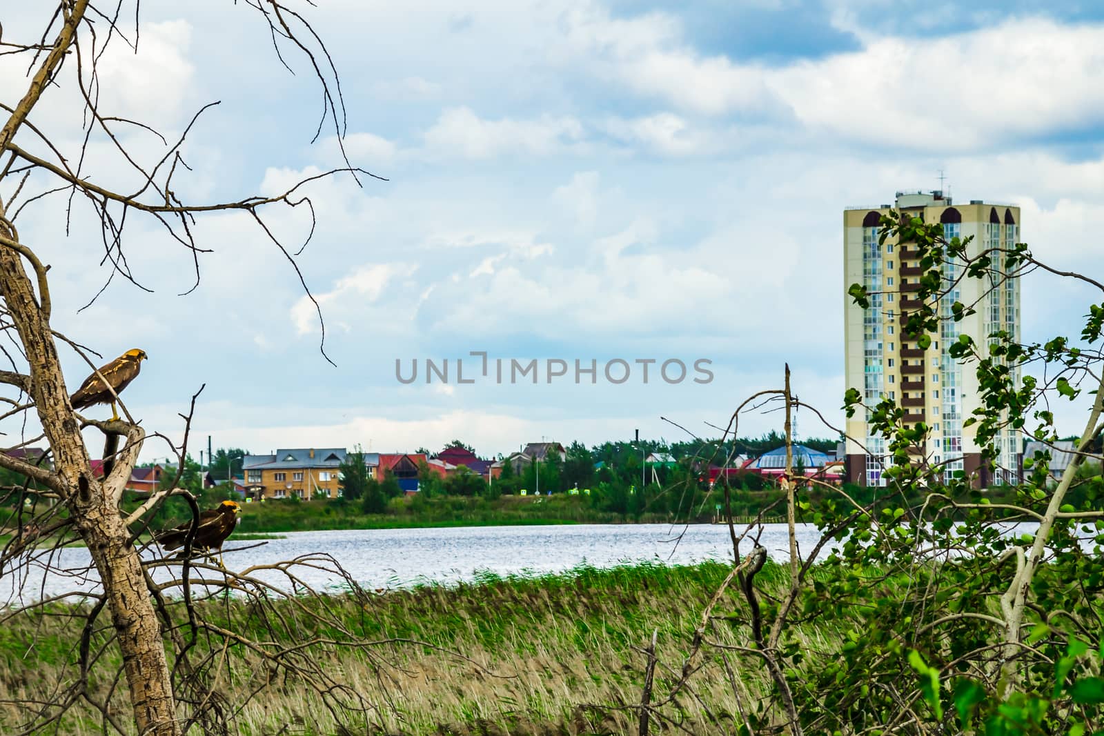 Cloudy autumn weather in russia the nature of the forest Kingdom