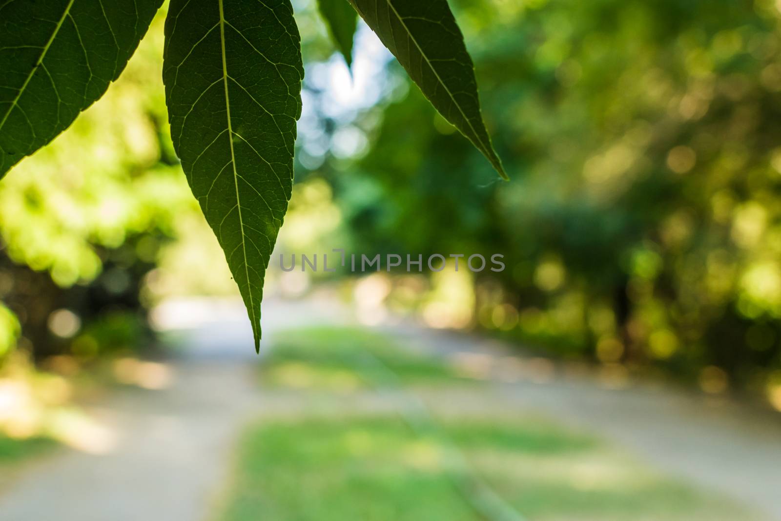 autumn leaves hdr by darksoul72