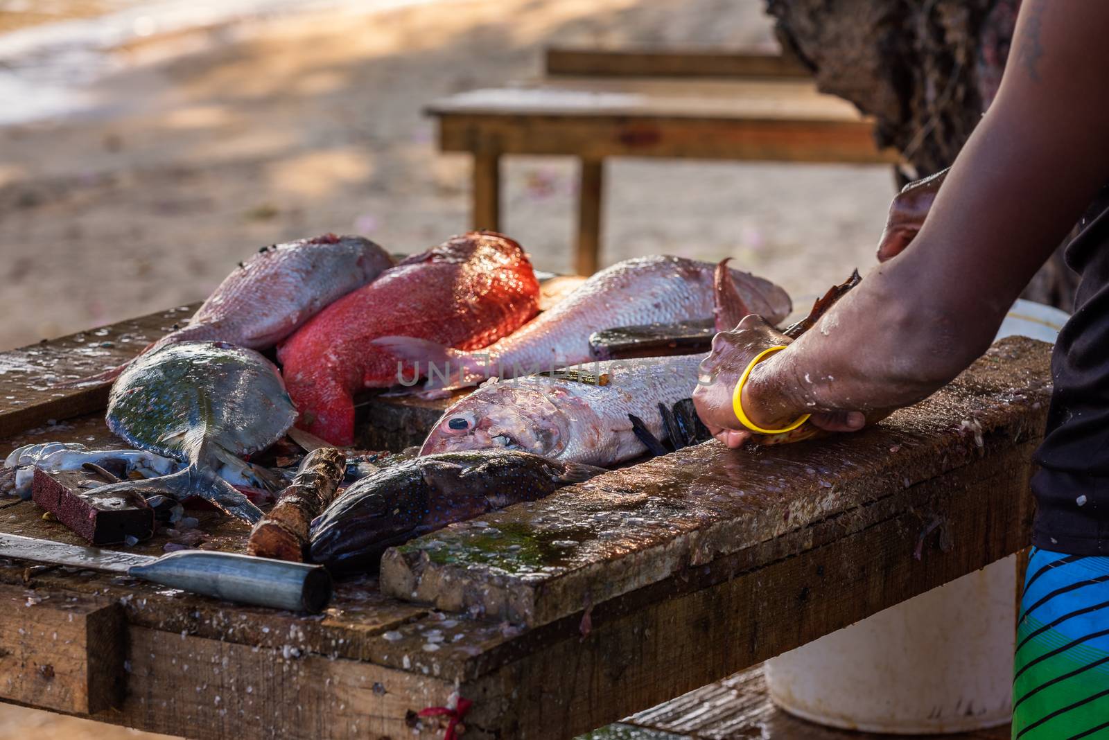 Close up to fisher's hands cleaning the fresh fish on a dirty wooden table on the beach,Mauritius.