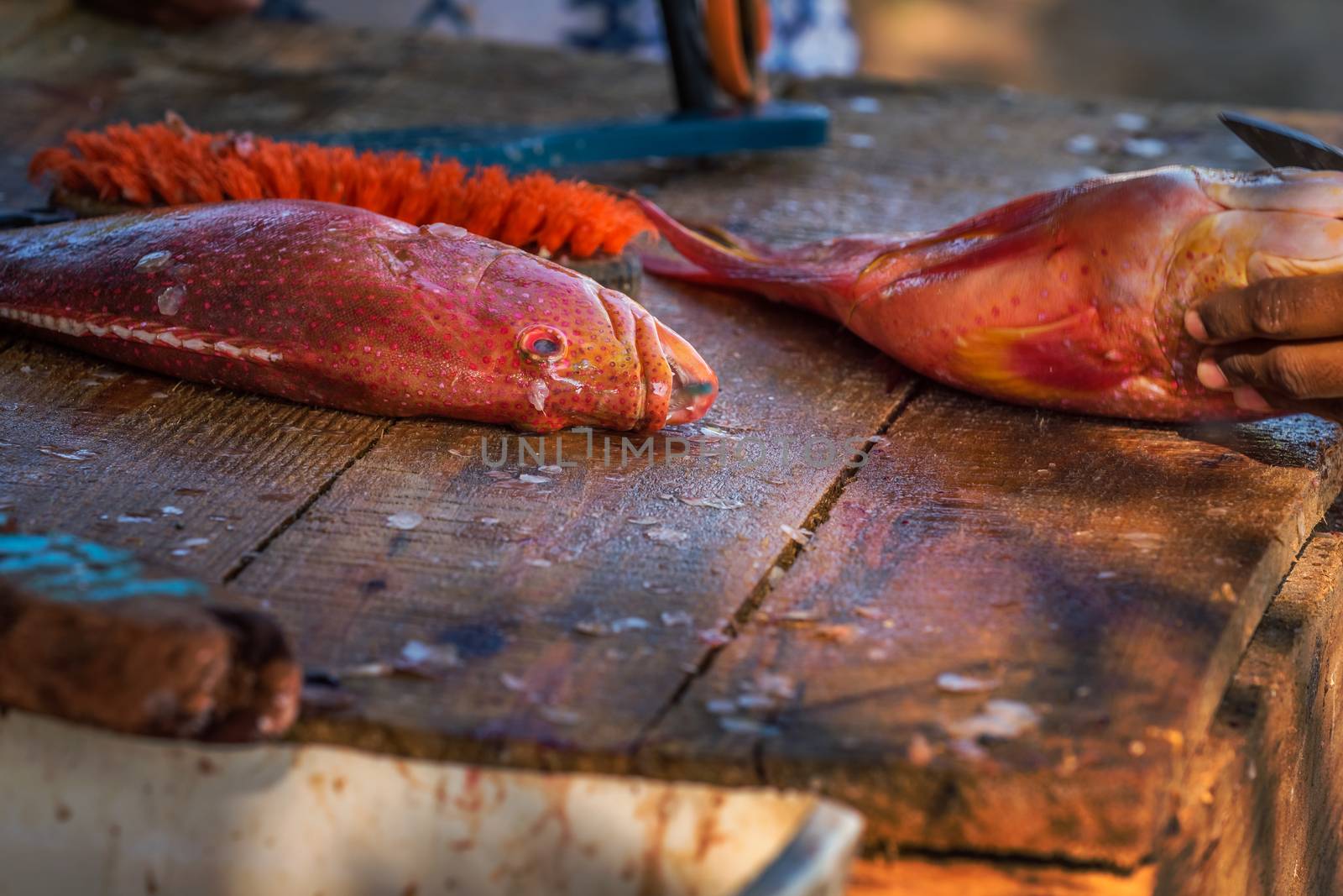 Close up to fisher's hands cleaning the red fresh fish on a dirty wooden table on the beach,Mauritius.