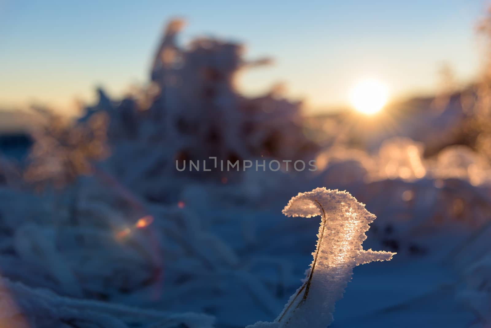 Beautiful grass covered in ice close up