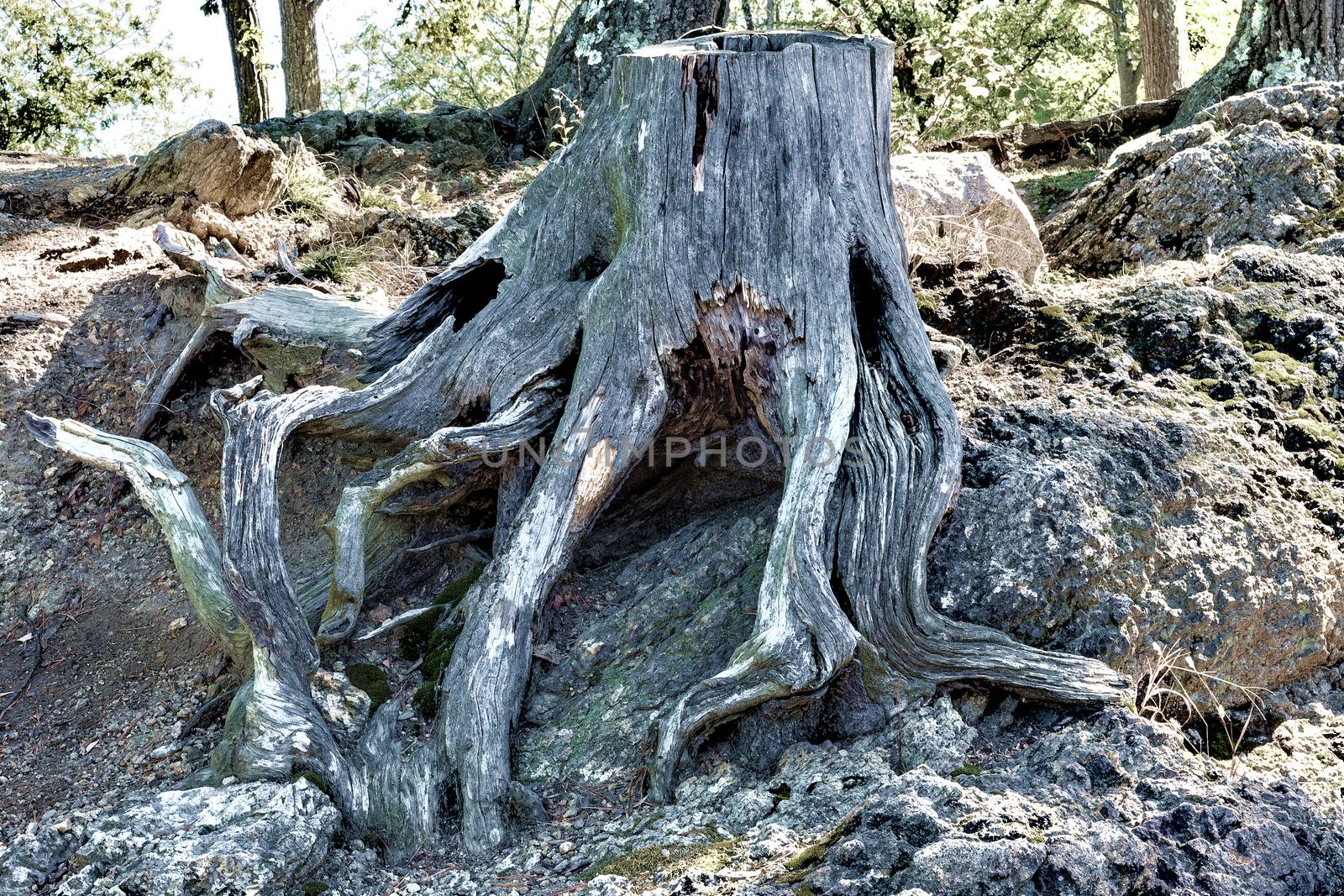 The old stump, as the octopus uncovered, wrapped the stones with dry roots