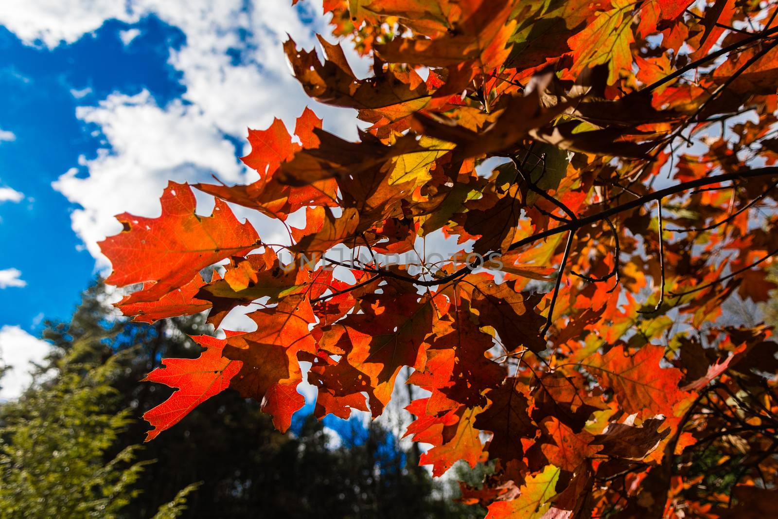 Oak leather   leaves by ben44