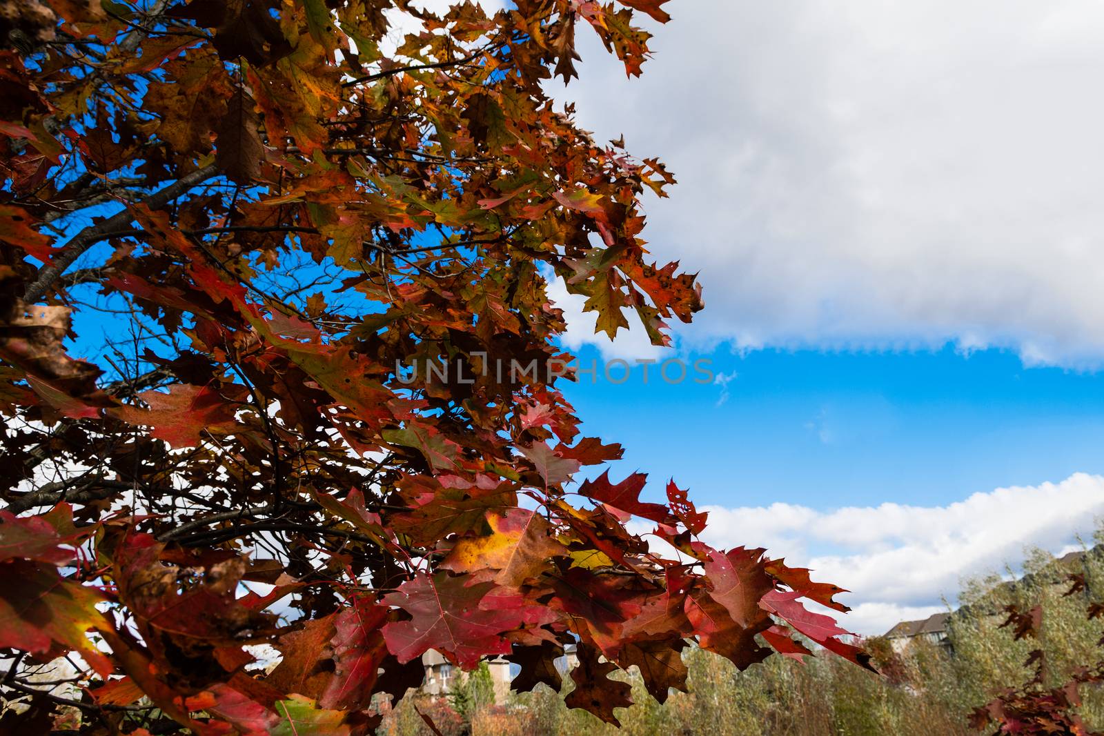 Oak  autumn leaves against a background of blue, autumn sky 