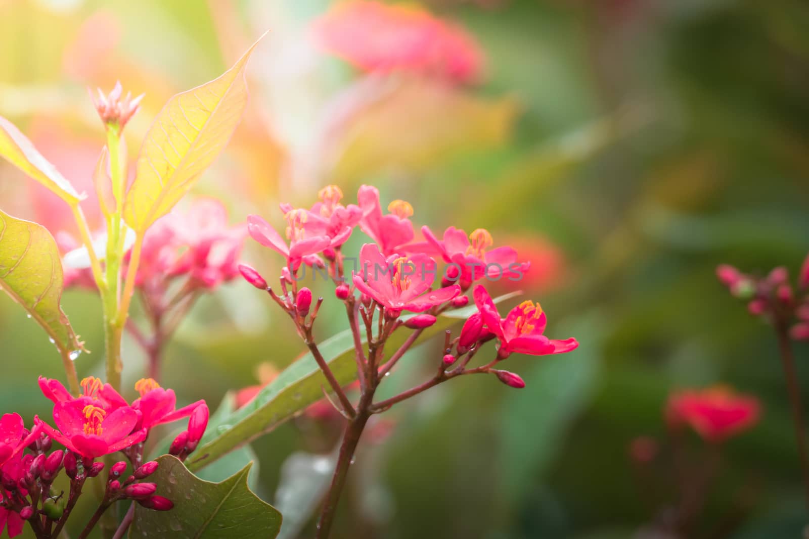 The background image of the colorful flowers, background nature