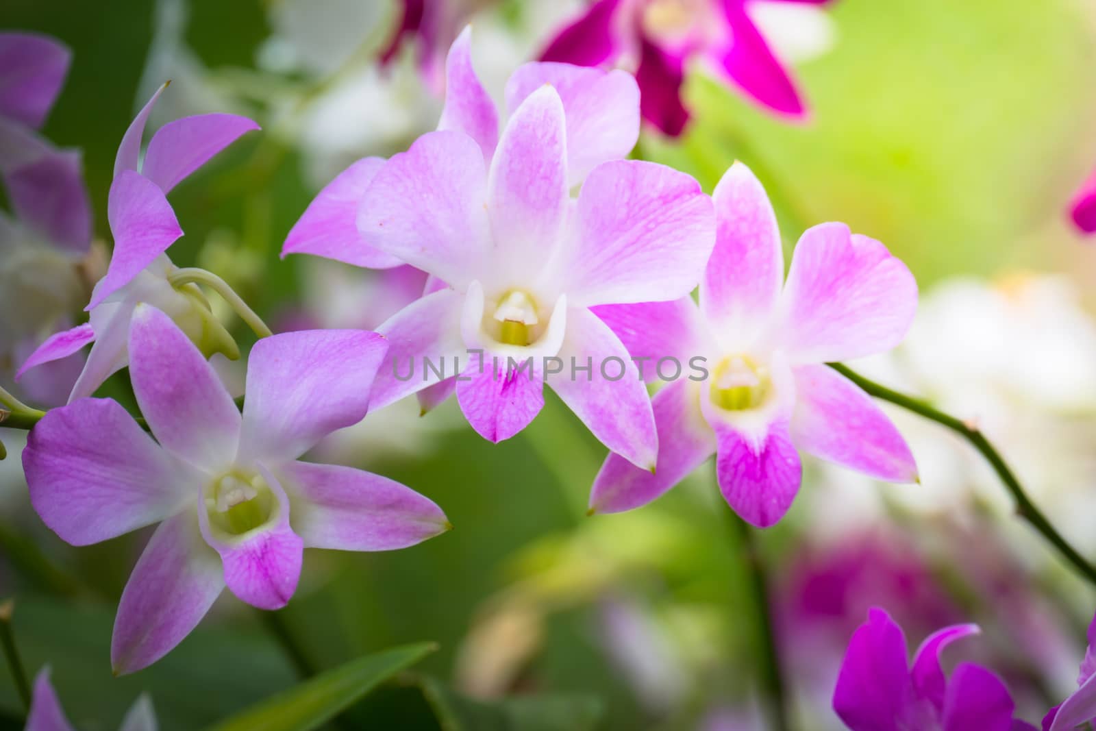 The background image of the colorful flowers, background nature