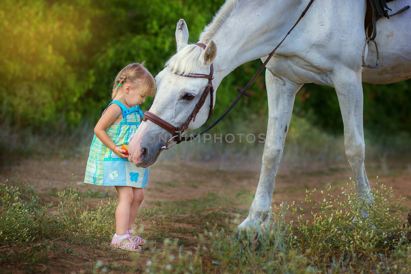 the little girl feeds a white horse