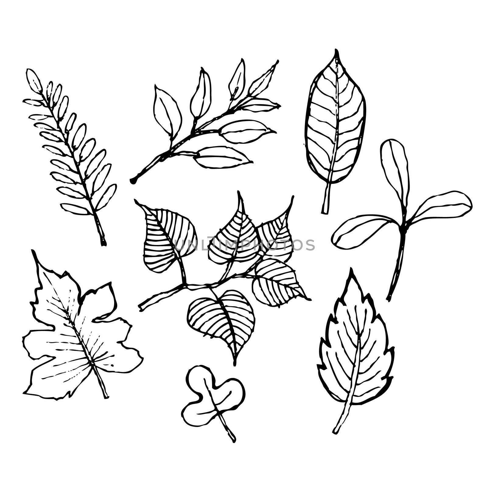 sketch illustration of leaf design,  doodle hand drawn