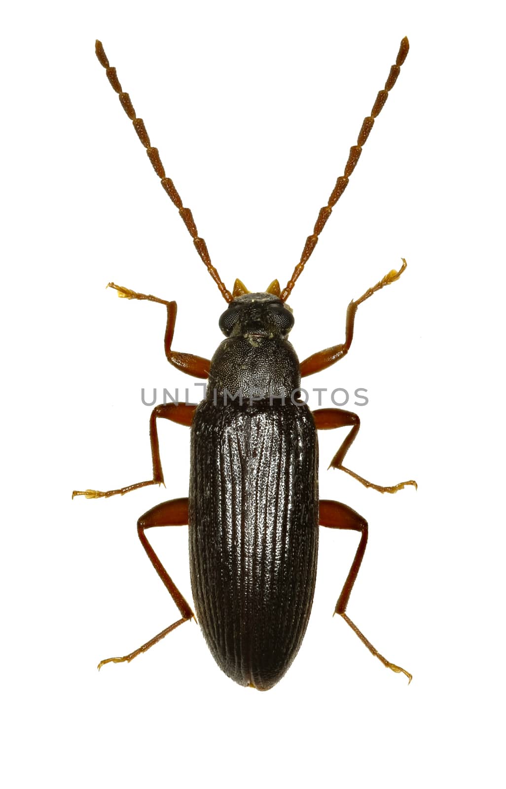 Comb-clawed Beetle Allecula on white Background  -  Allecula morio (Fabricius, 1787)