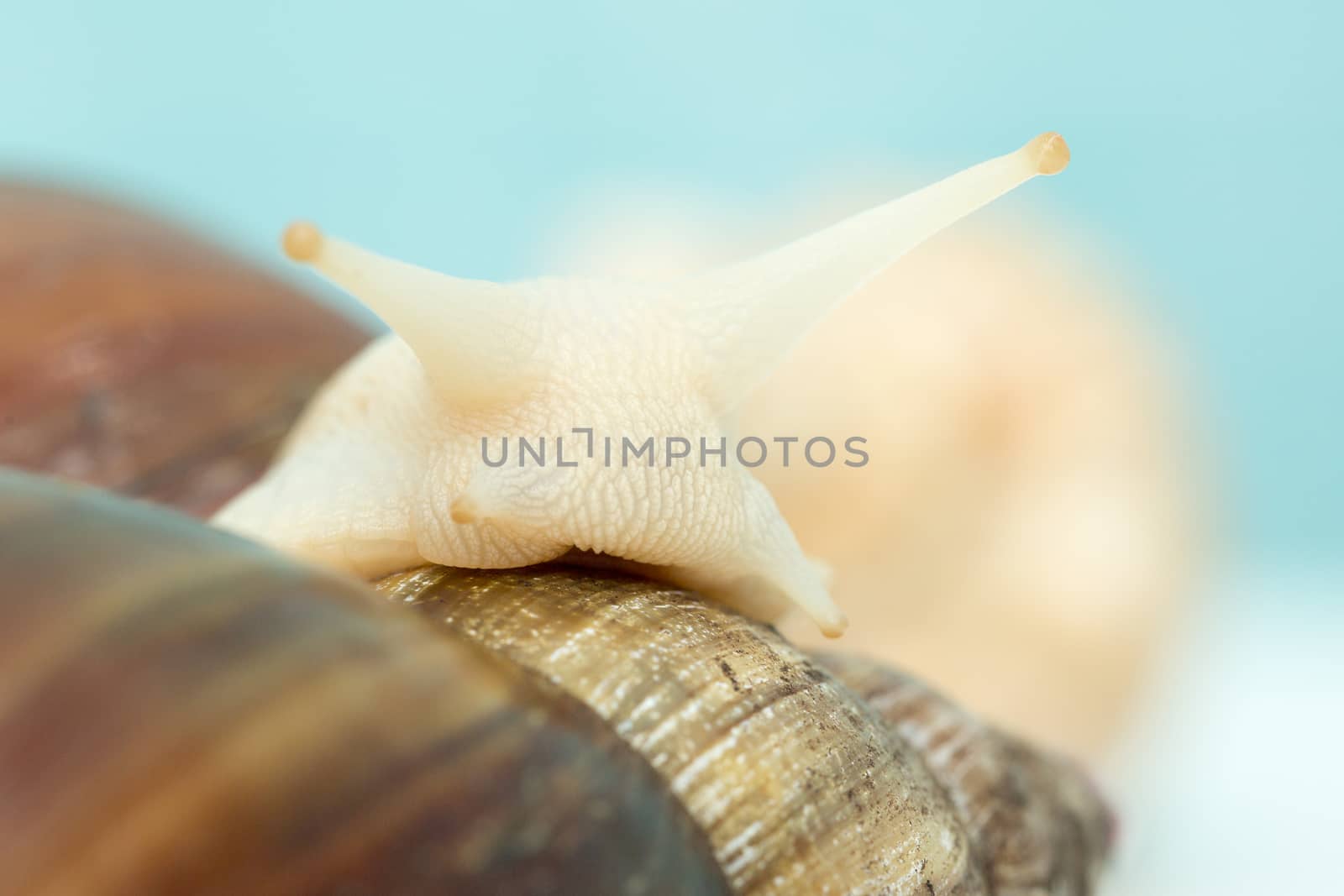 Giant snail Achatina is the largest land mollusk on Earth by olgagordeeva