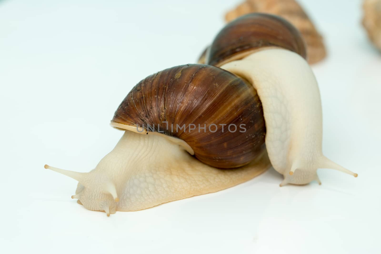 Giant snail Achatina is the largest land mollusk