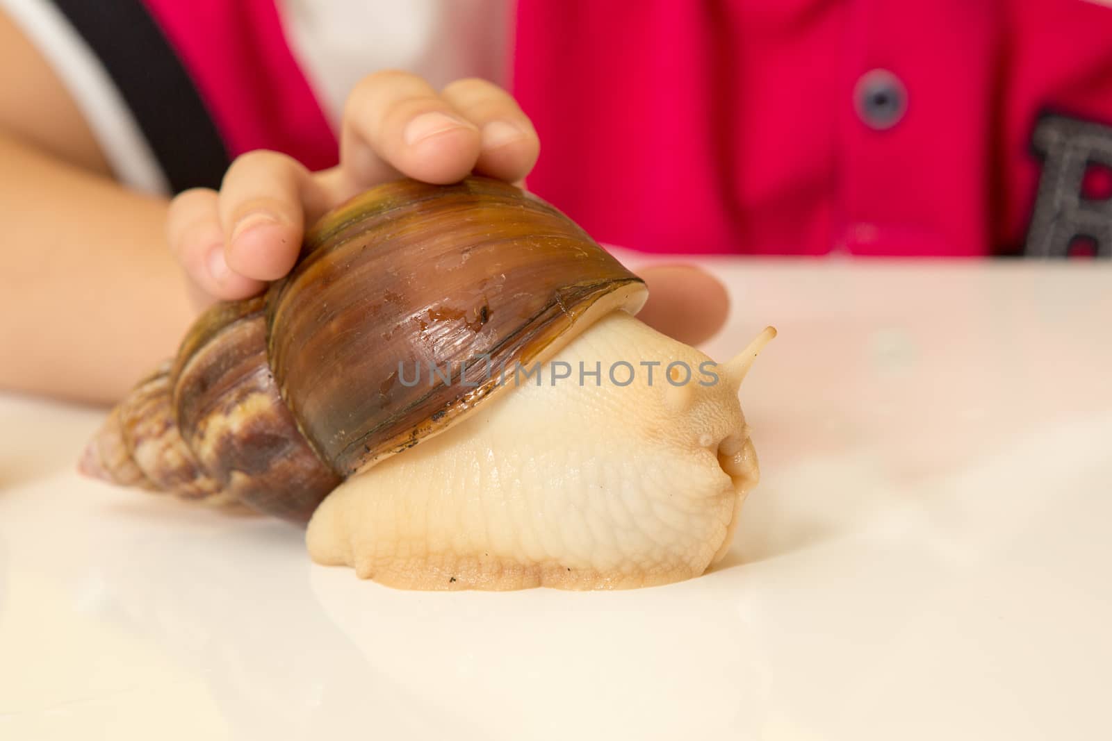 African Achatina snail in hand at home, close up by olgagordeeva