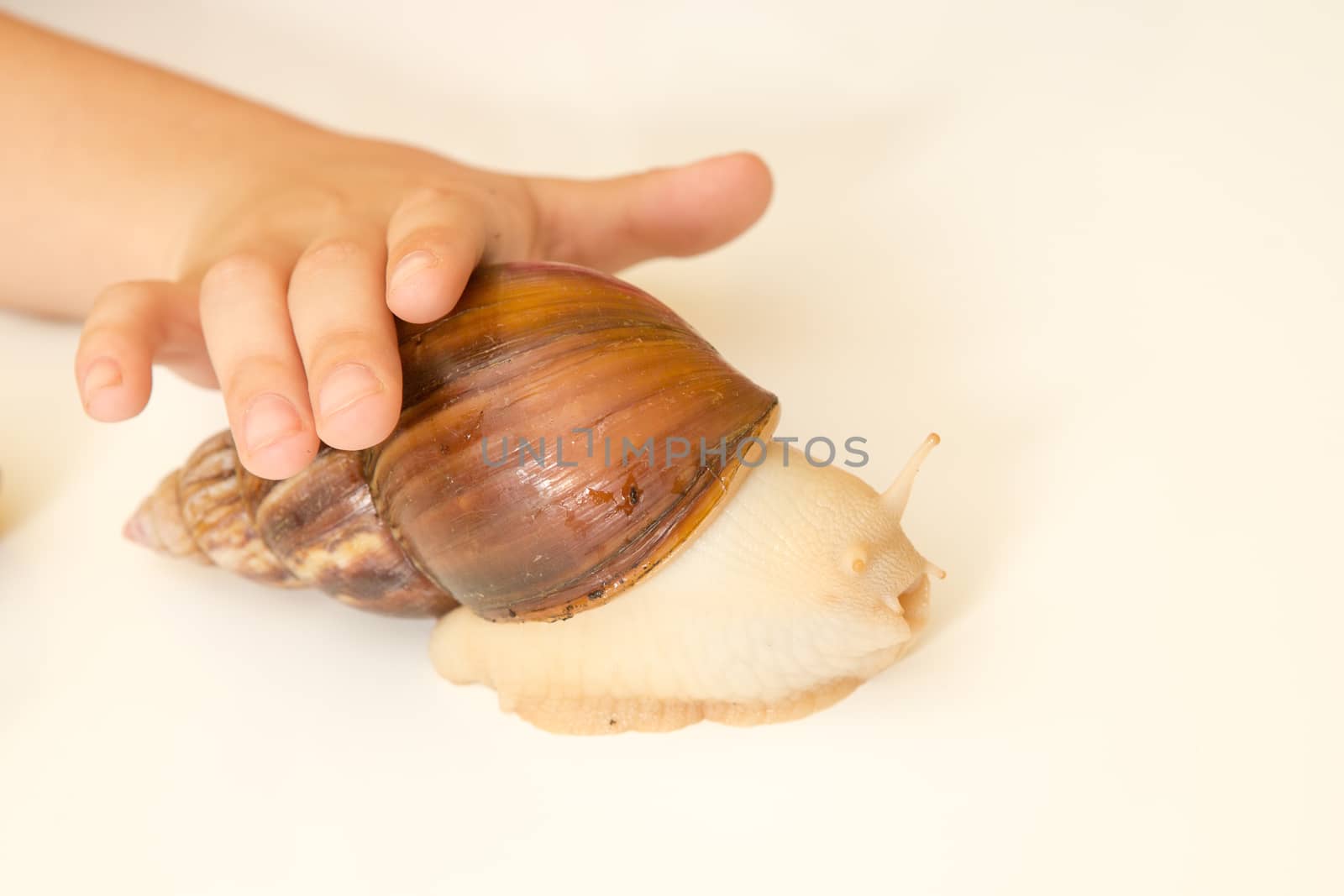 African Achatina snail in hand at home, close up by olgagordeeva