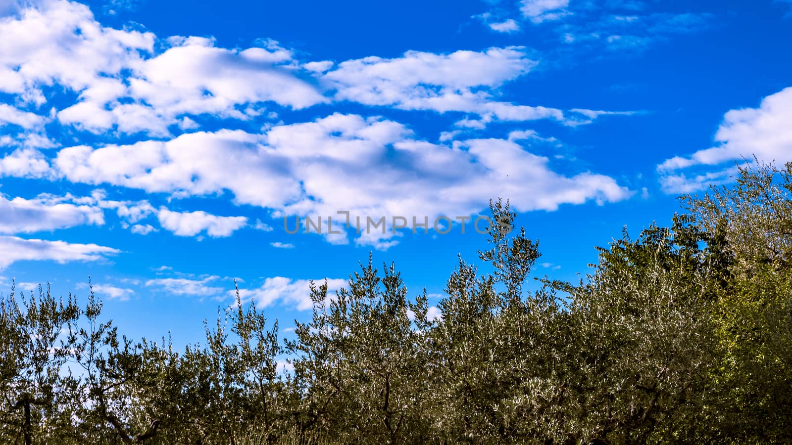 View of olive trees under a magnificent blue sky