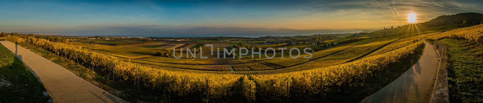 Panorama of vineyards and Geneva lake close to Aubonne in Switzerland