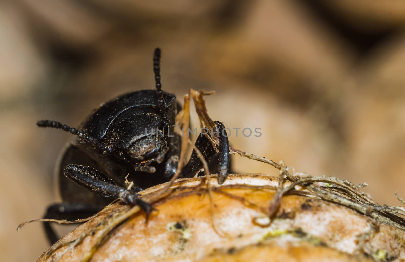 black beetle closeup by darksoul72