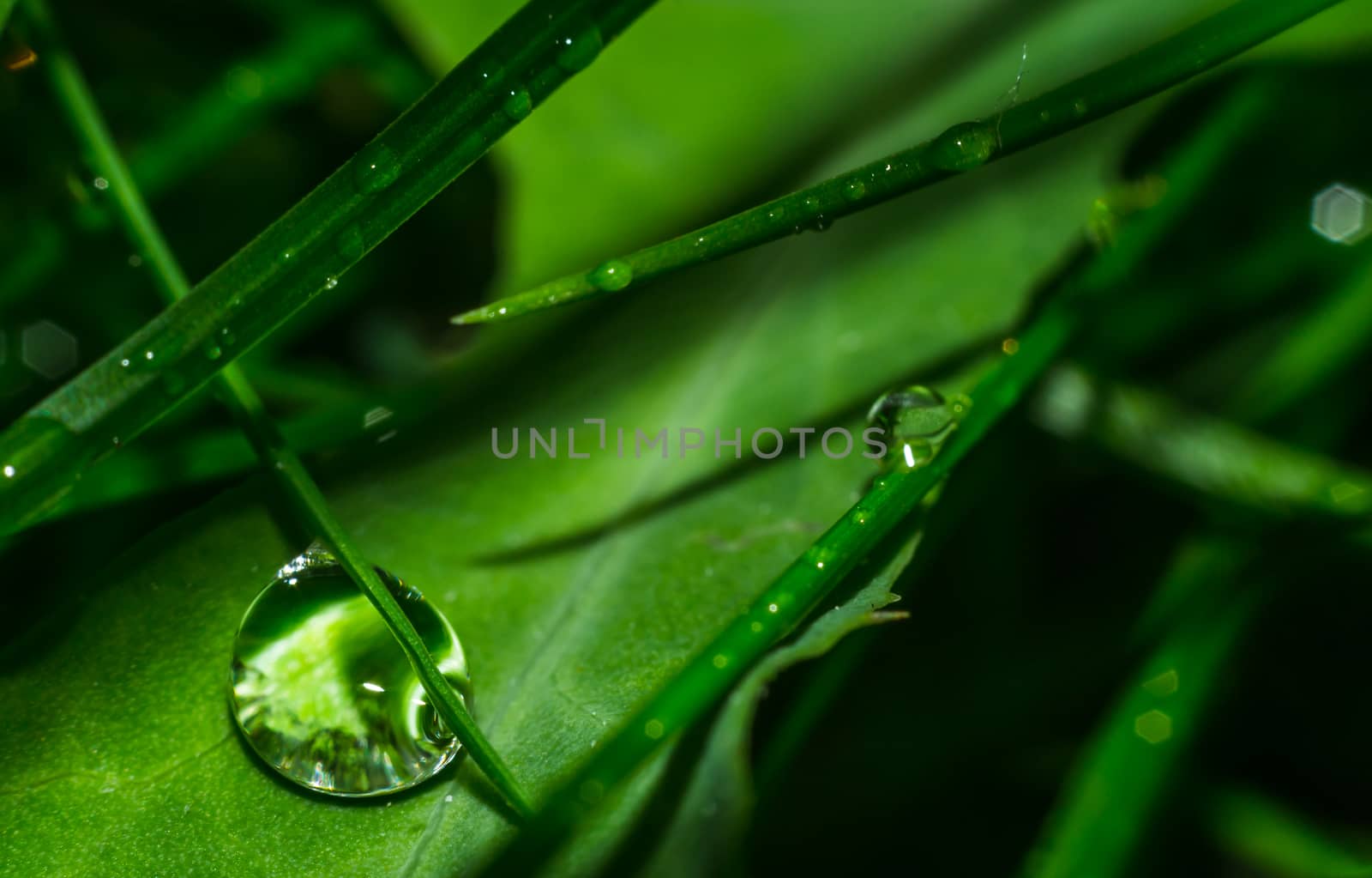 grass close up water drops by darksoul72
