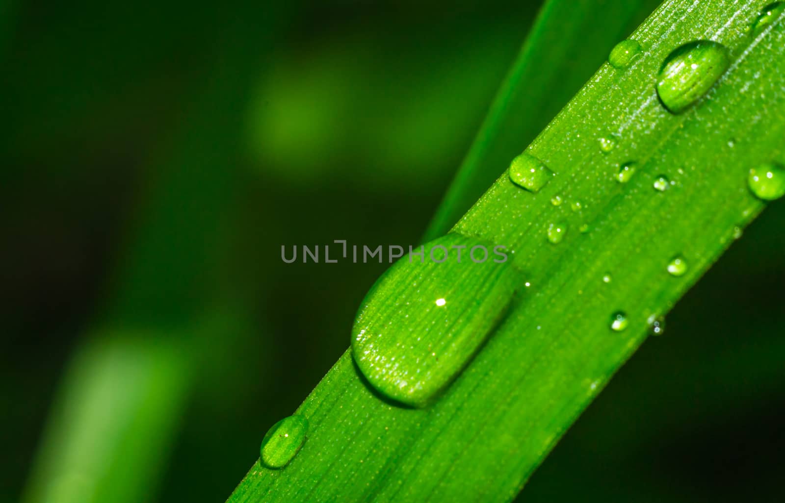 grass close up water drops by darksoul72