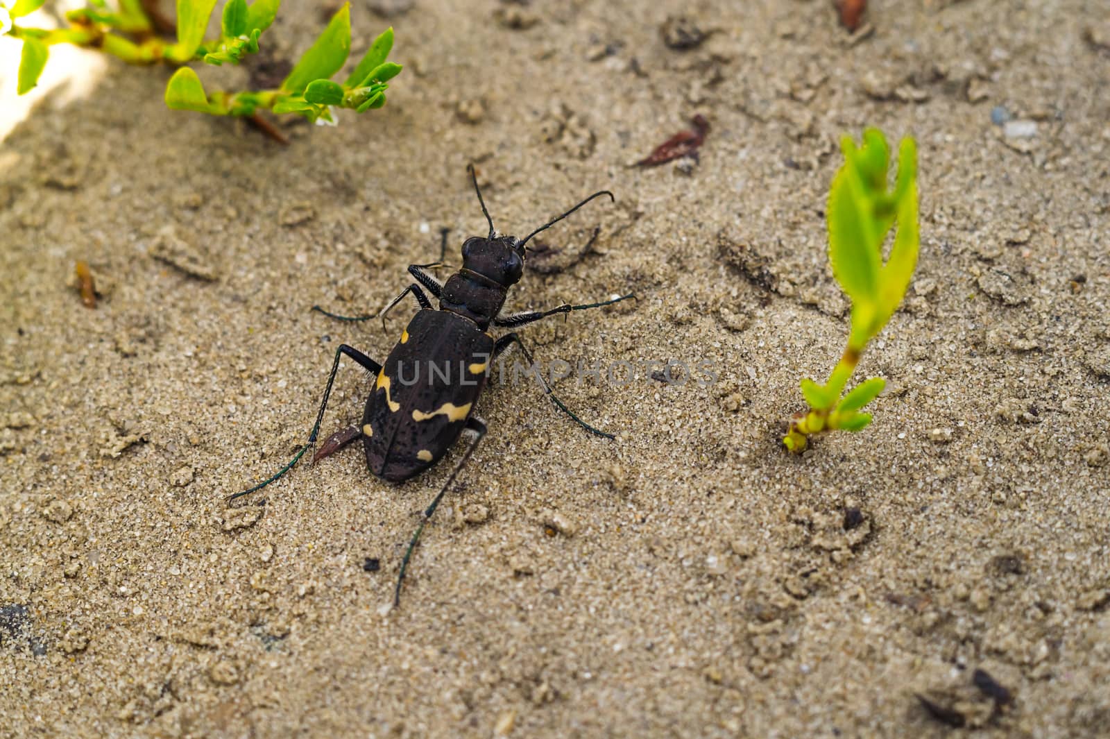 black beetle closeup by darksoul72
