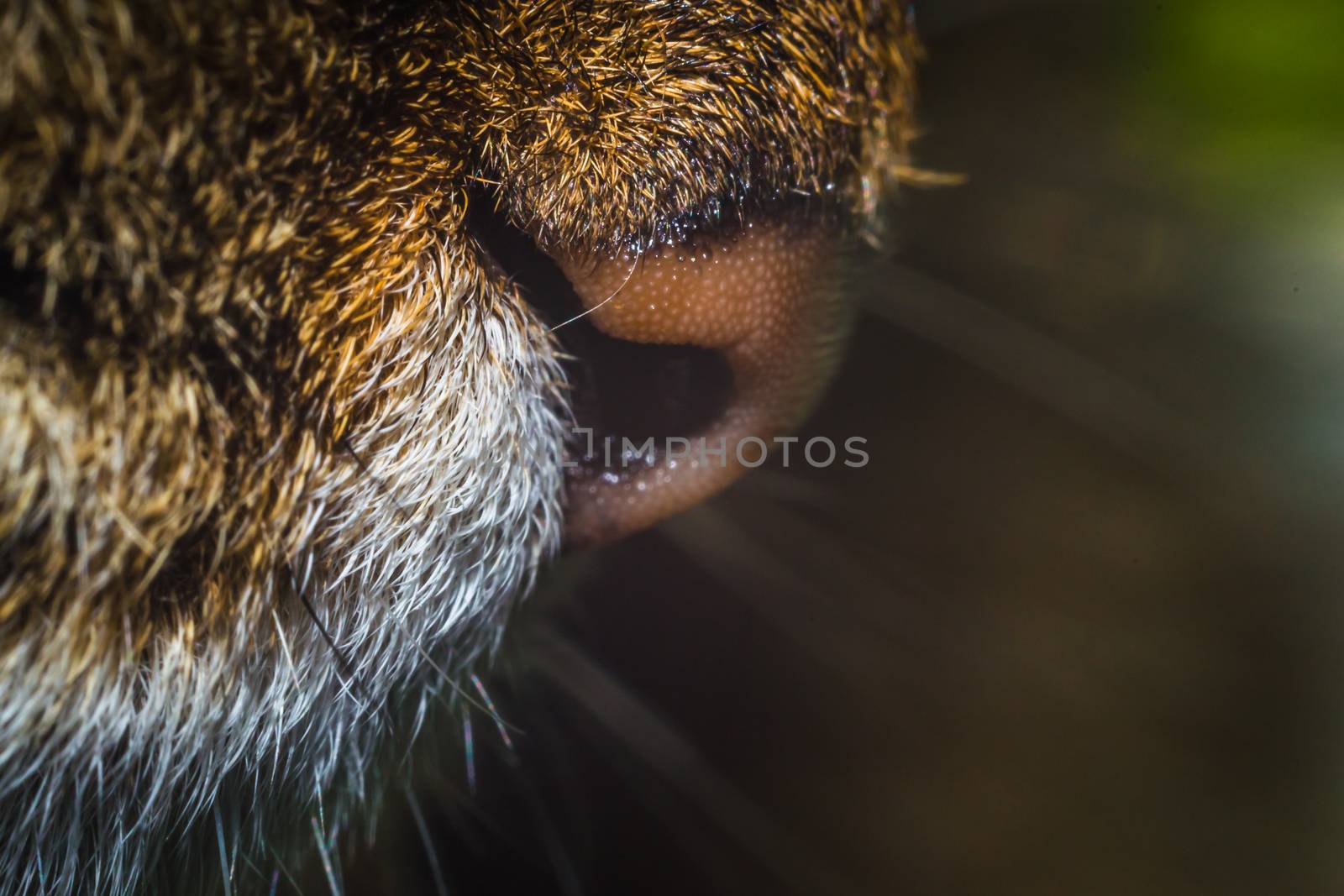 cats nose closeup wet nose macro photo