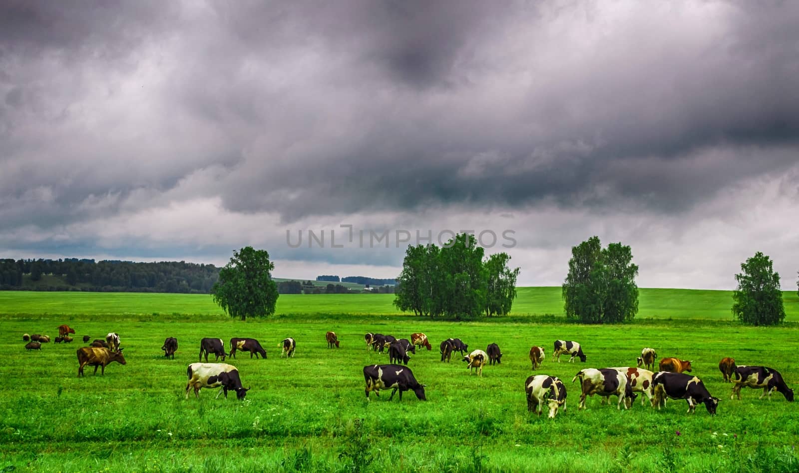cows grazing in a field the evening before the storm