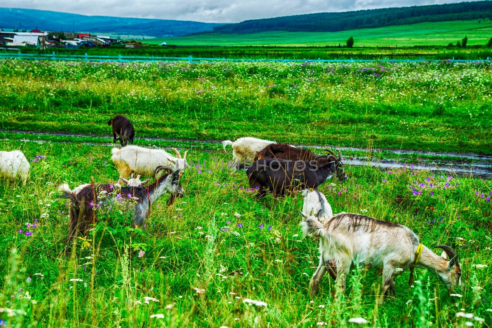 goats grazing in a field with goats in the mountains of green grass