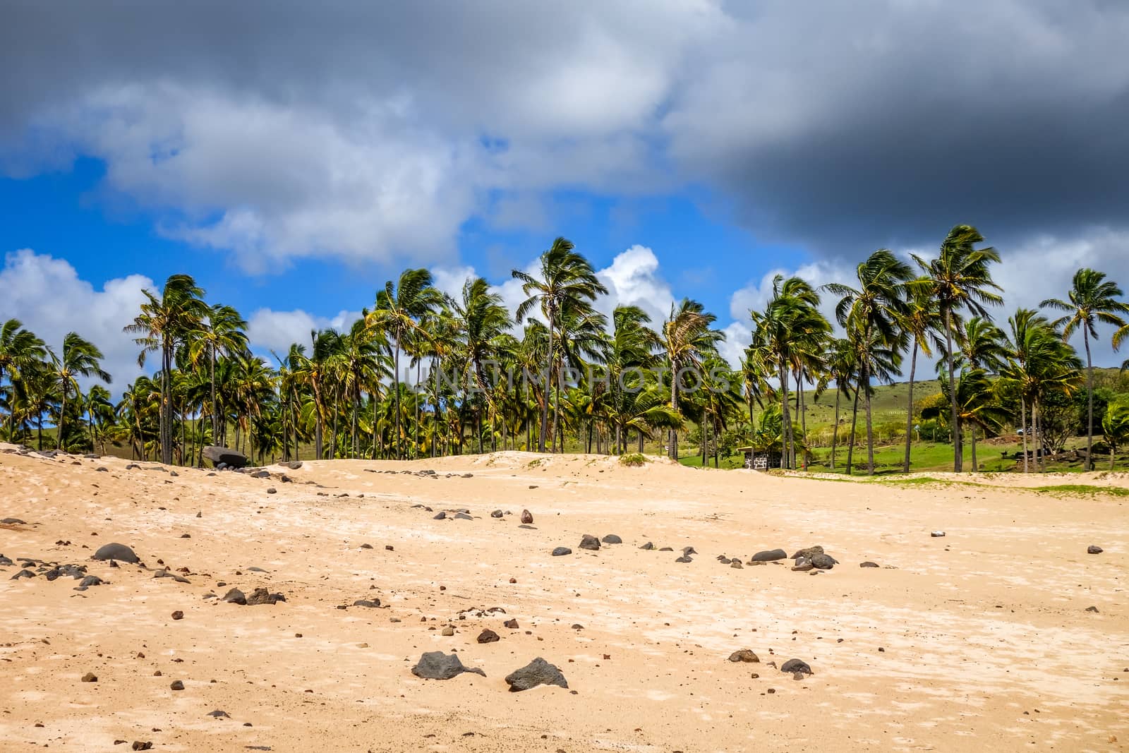 Palm trees on Anakena beach, easter island by daboost