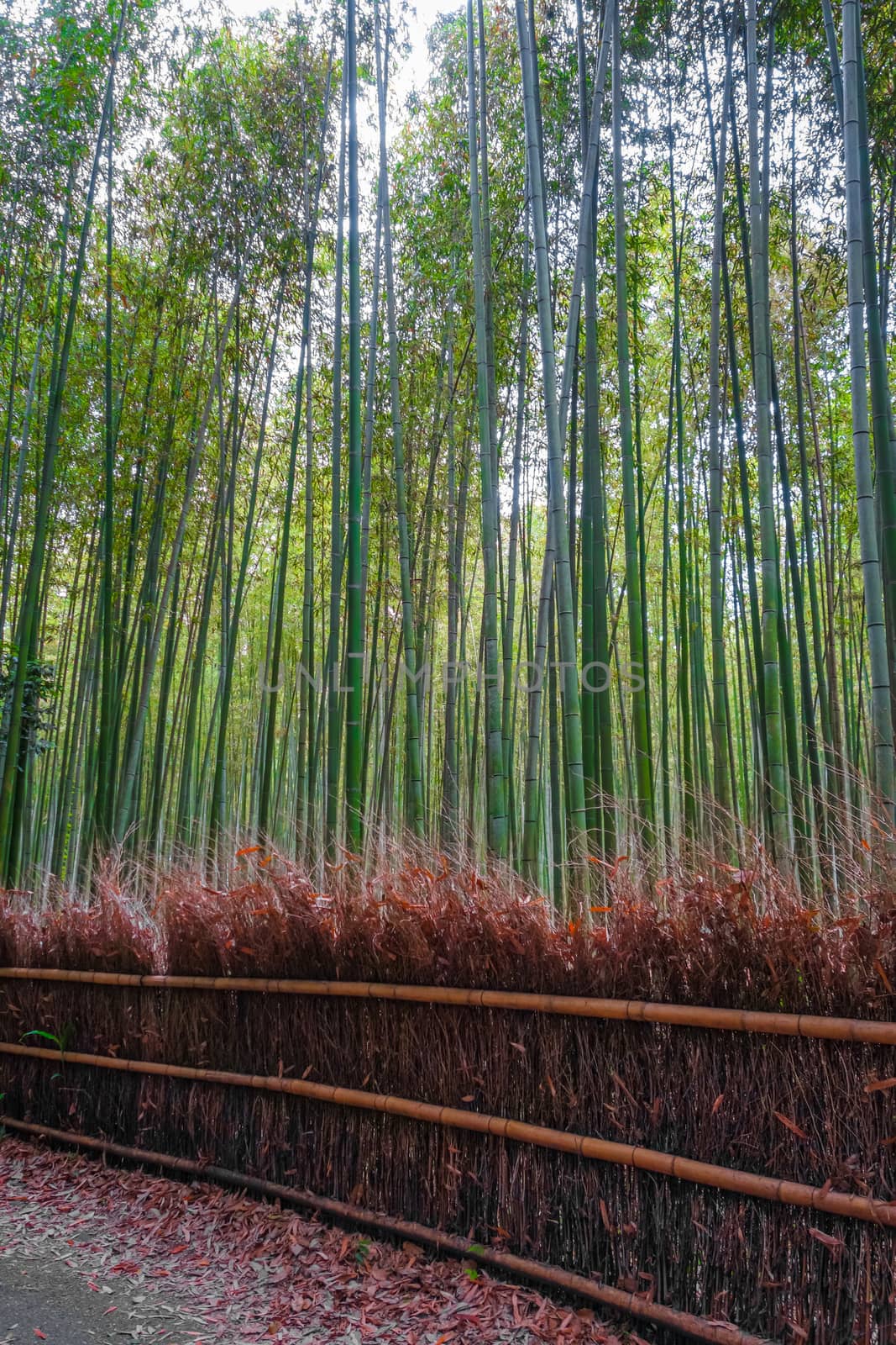 Arashiyama bamboo forest in Sagano, Kyoto, Japan