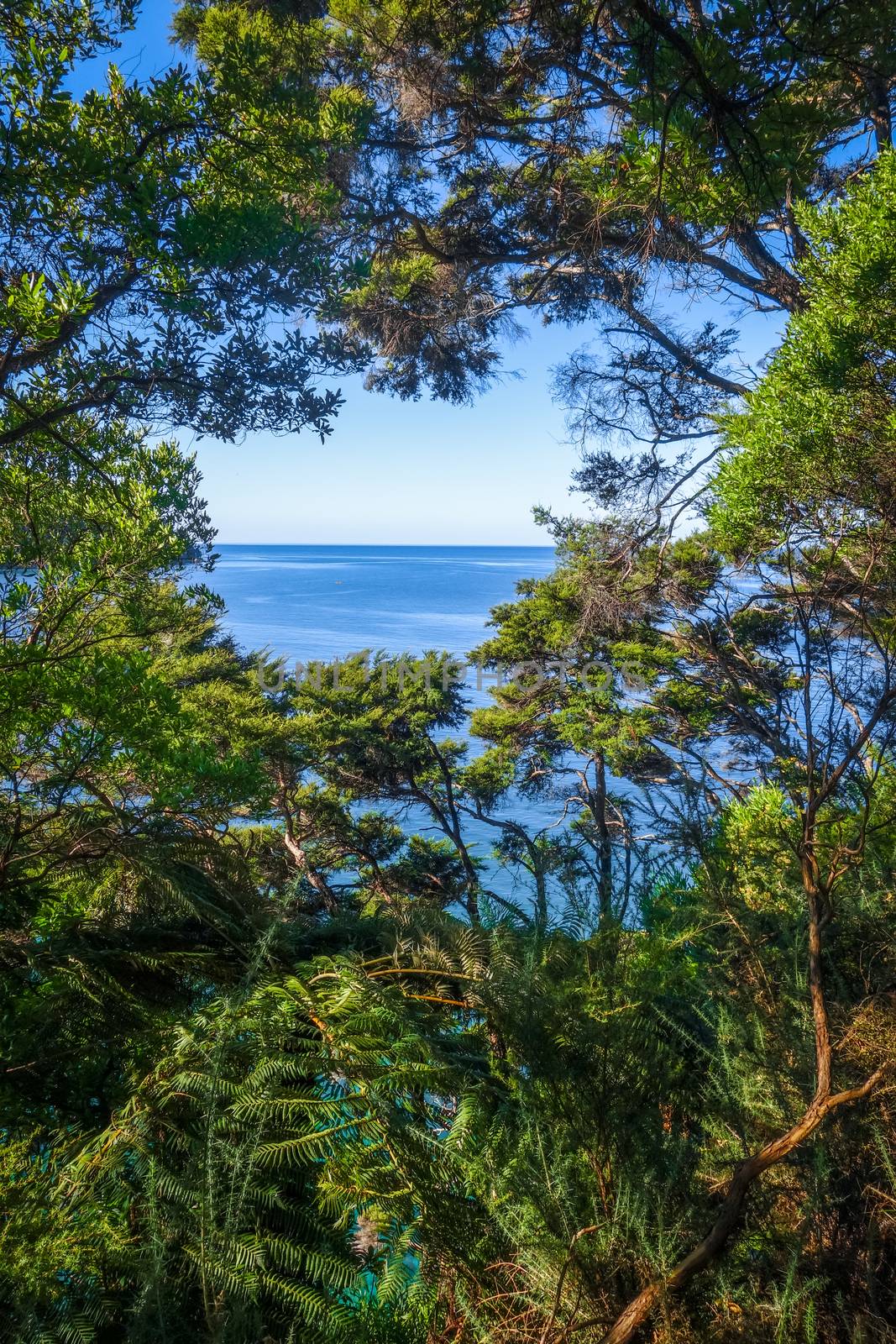 Track view in Abel Tasman National Park, New Zealand by daboost