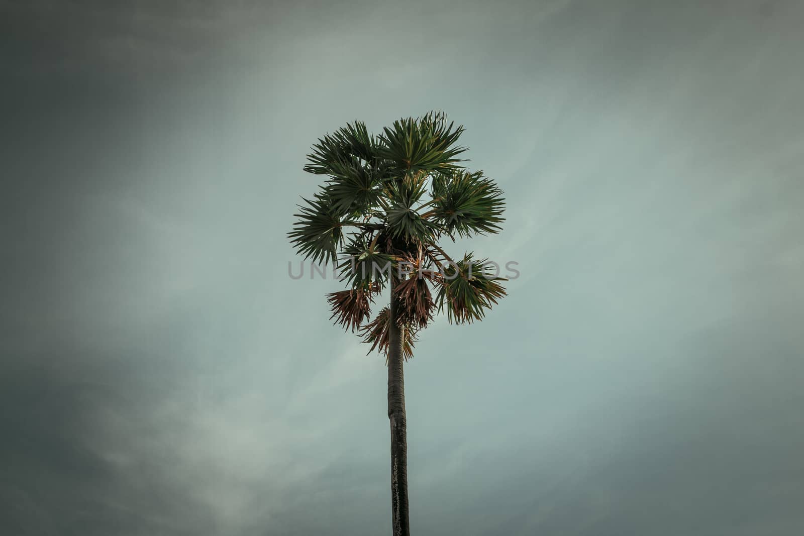 Sugar palm trees on sky background by N_u_T