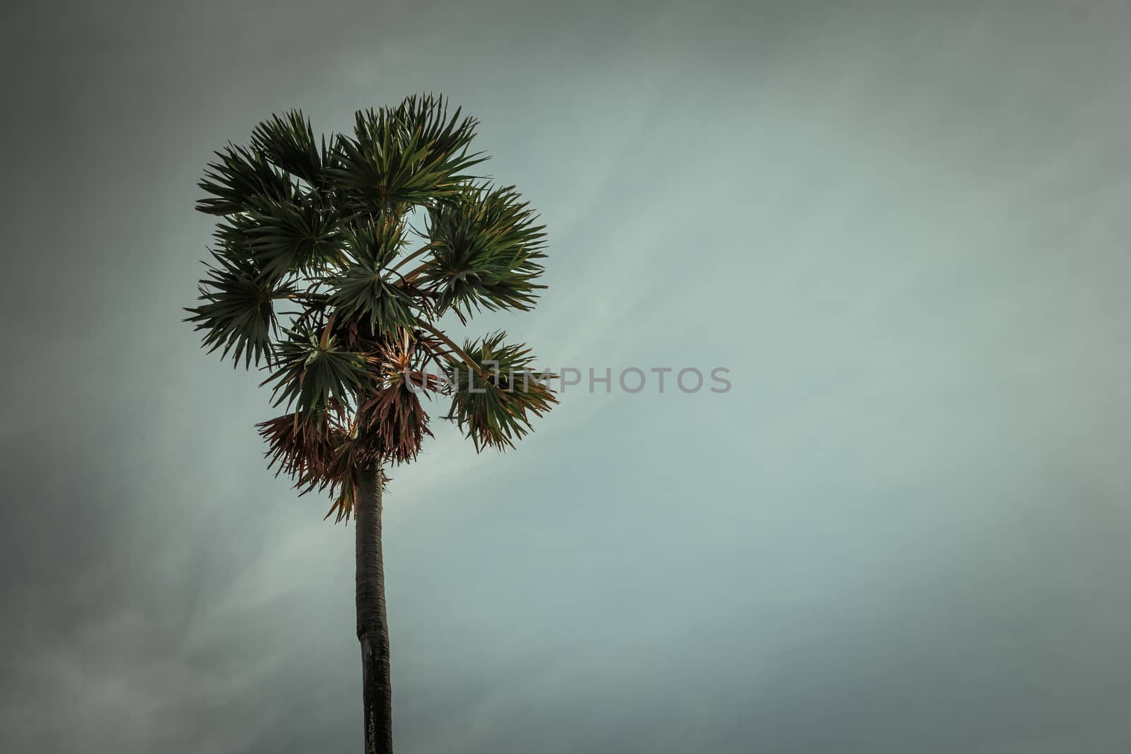 Sugar palm trees on sky background by N_u_T