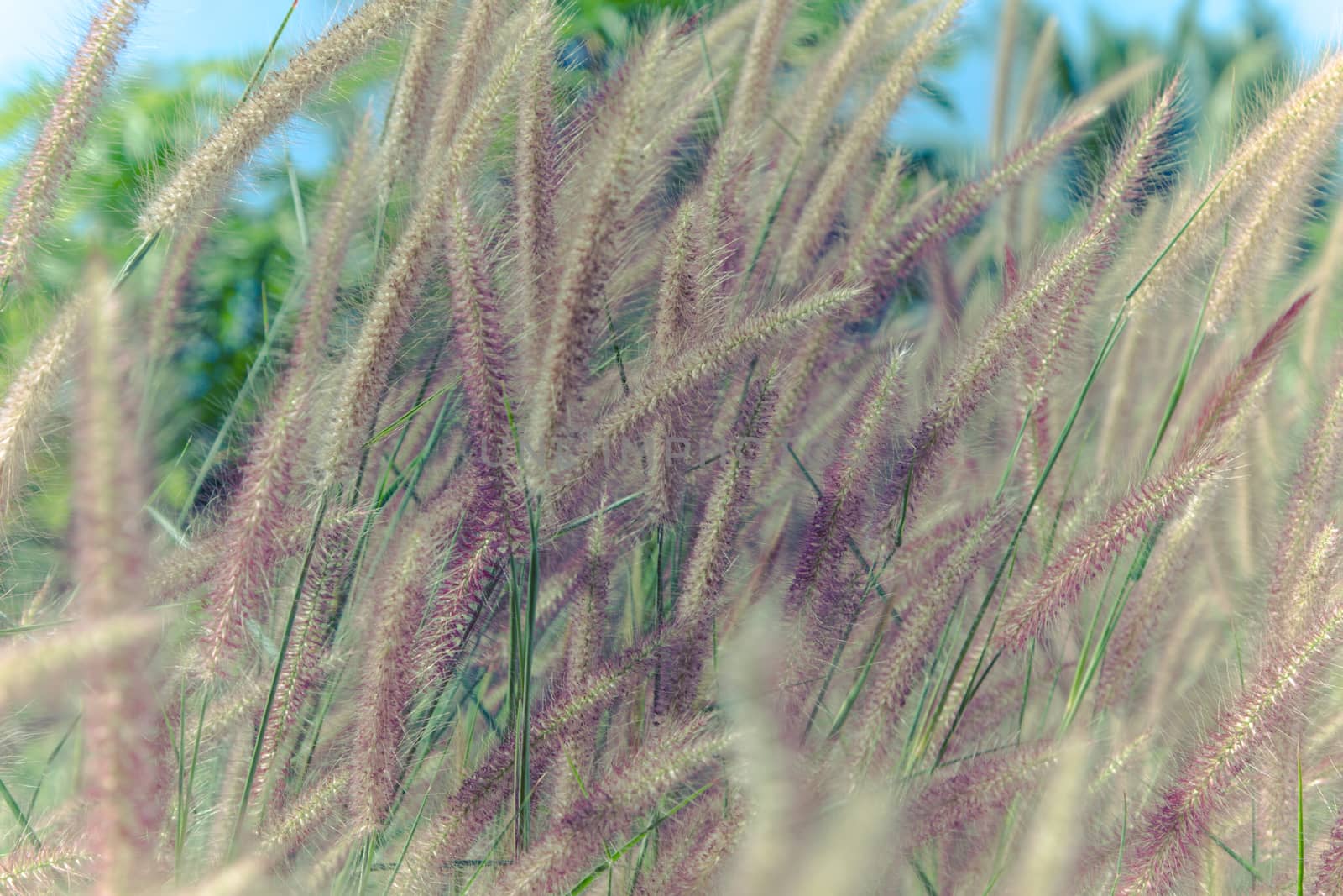 beautiful grass flower on background by N_u_T