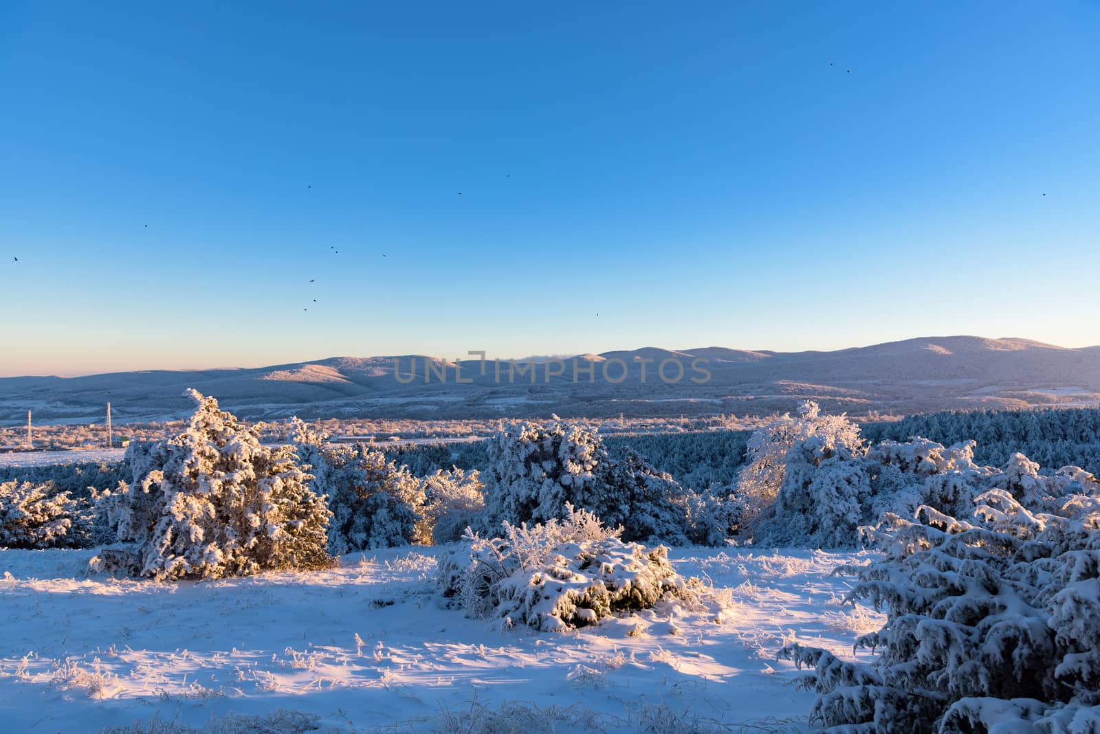 Beautiful sunset in Crimea forest