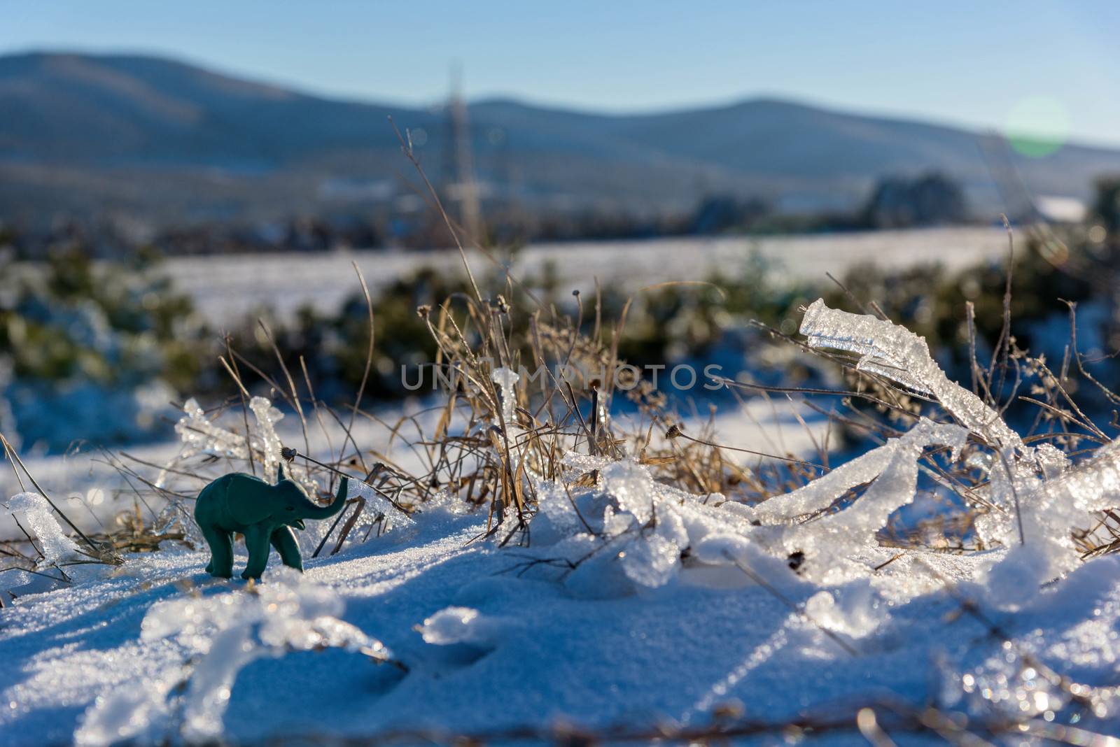 Plasticine elephant winter adventure. Frozen grass.