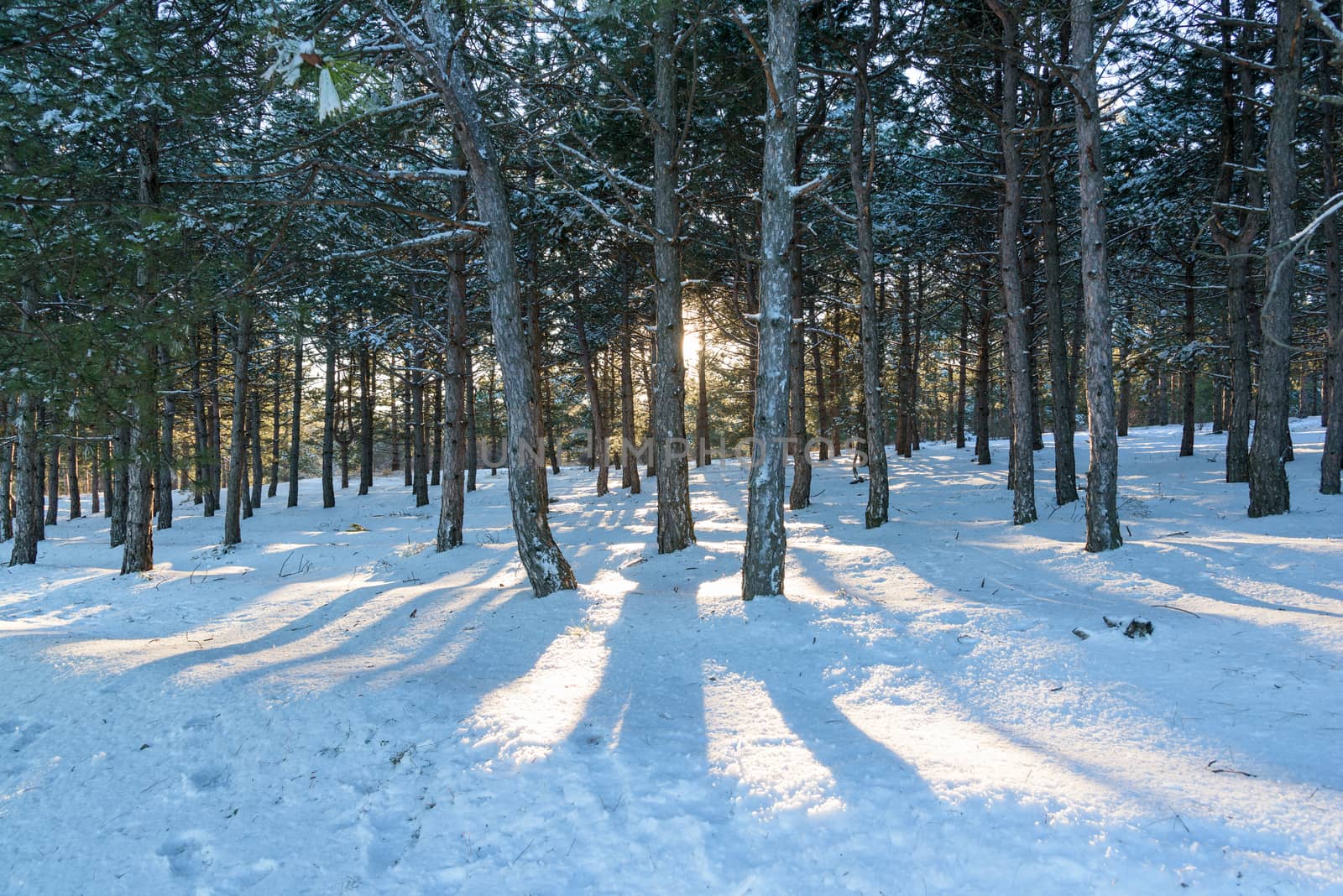 Sunset in the wood between the trees strains in winter period