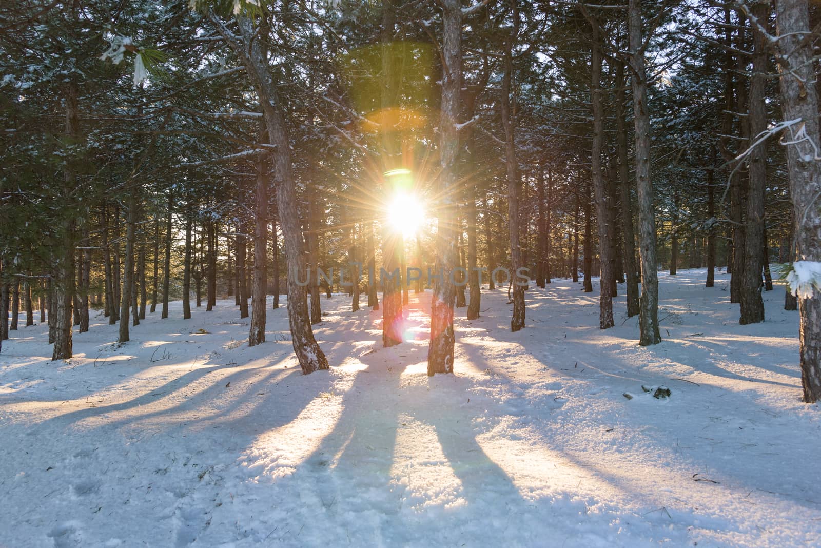 Sunset in the wood between the trees strains in winter period