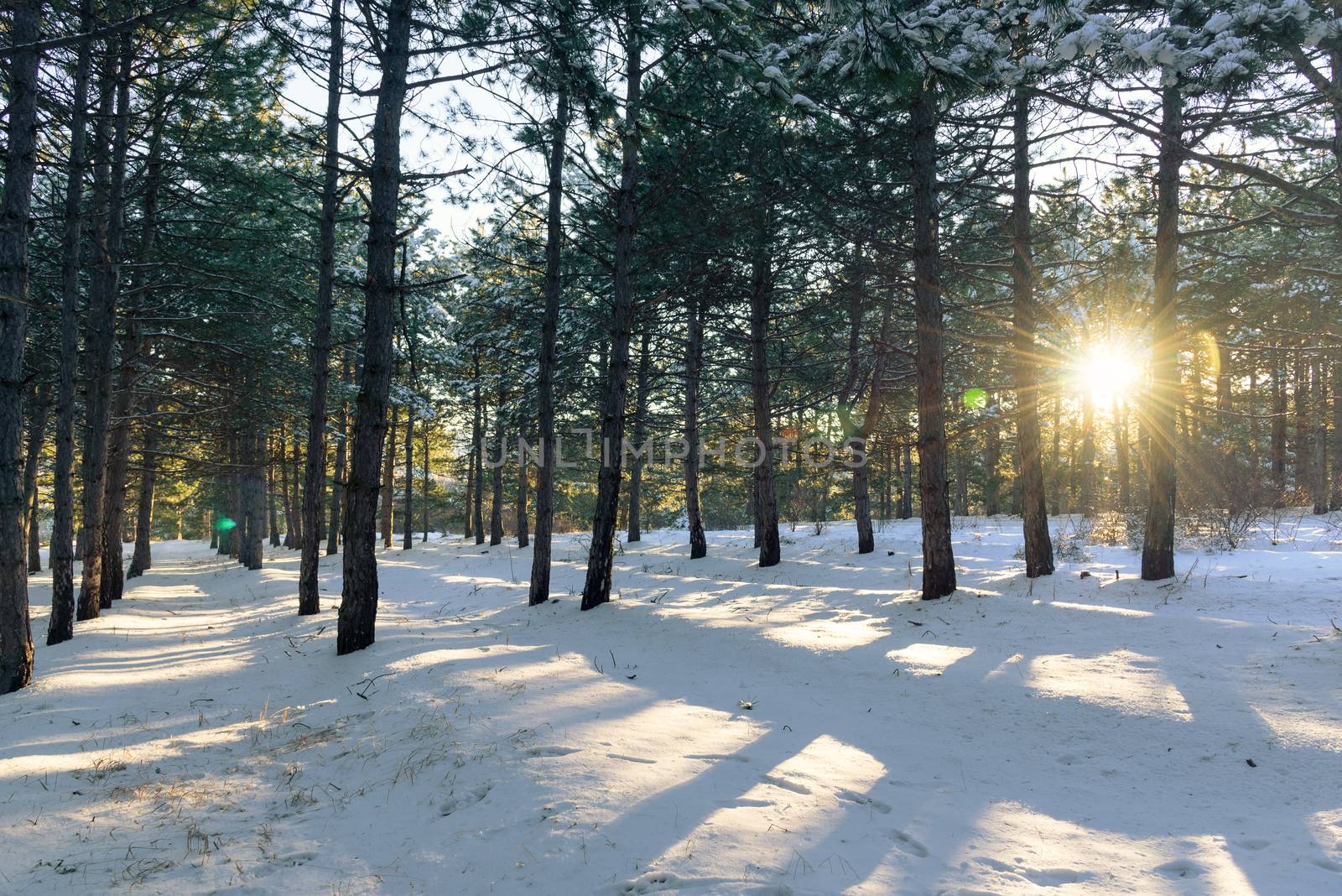 Sunset in the wood between the trees strains in winter period