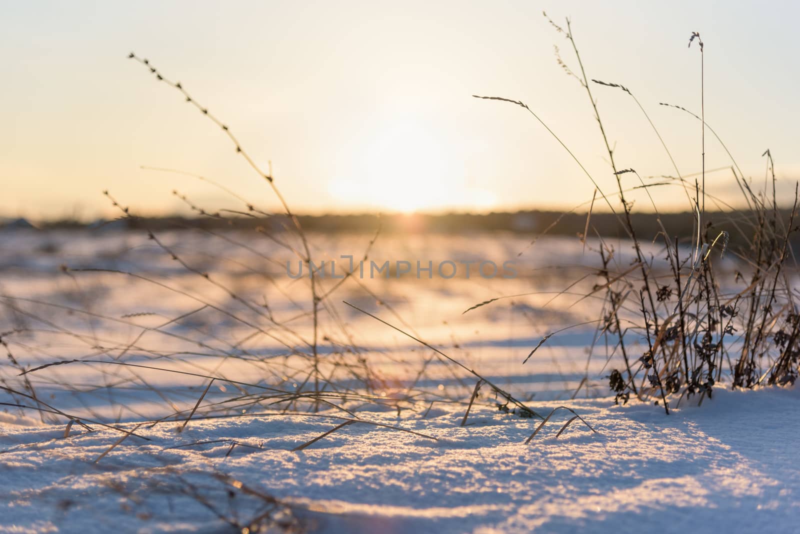 dry grass and winter sunset