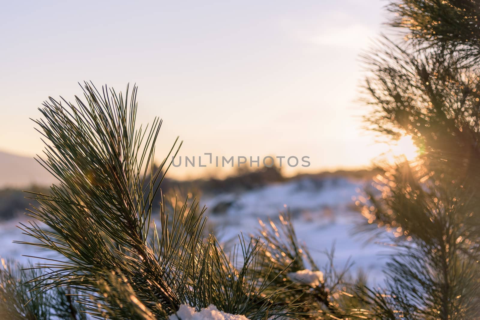 Pine branch winter sunset in forest