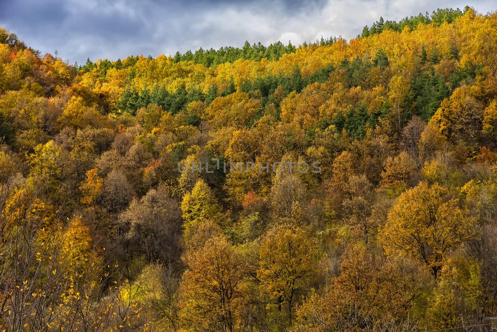 colorful forest by EdVal