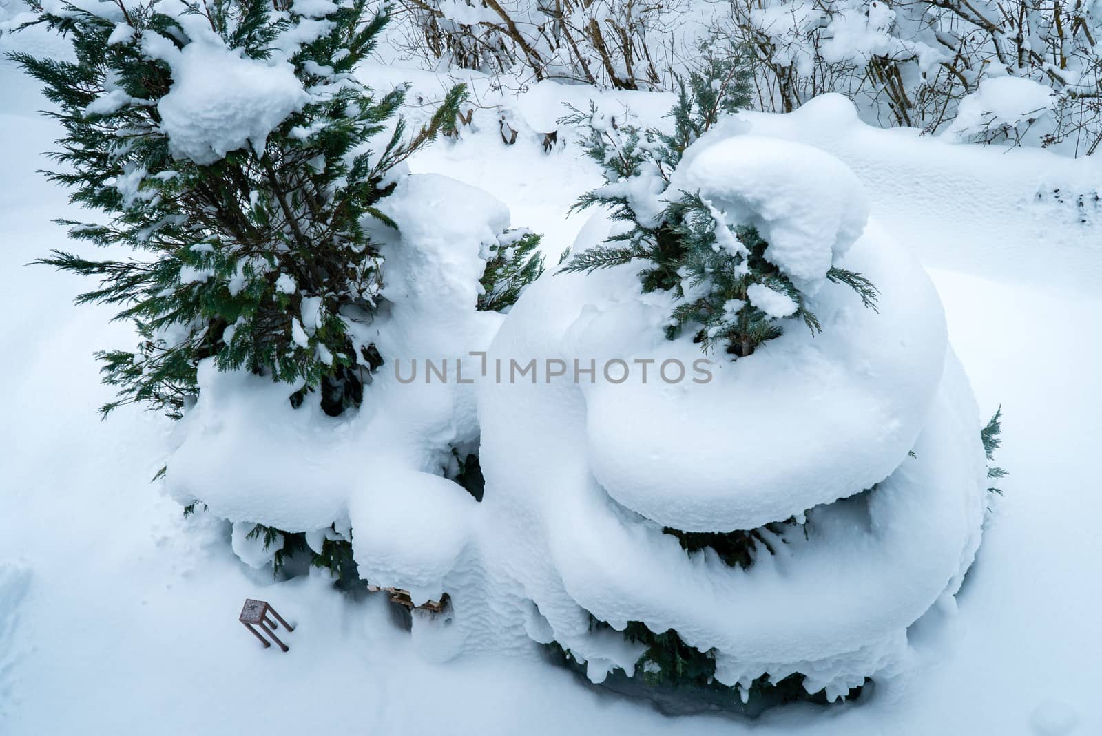 Snow helix on a fir tree in the winter, view from above