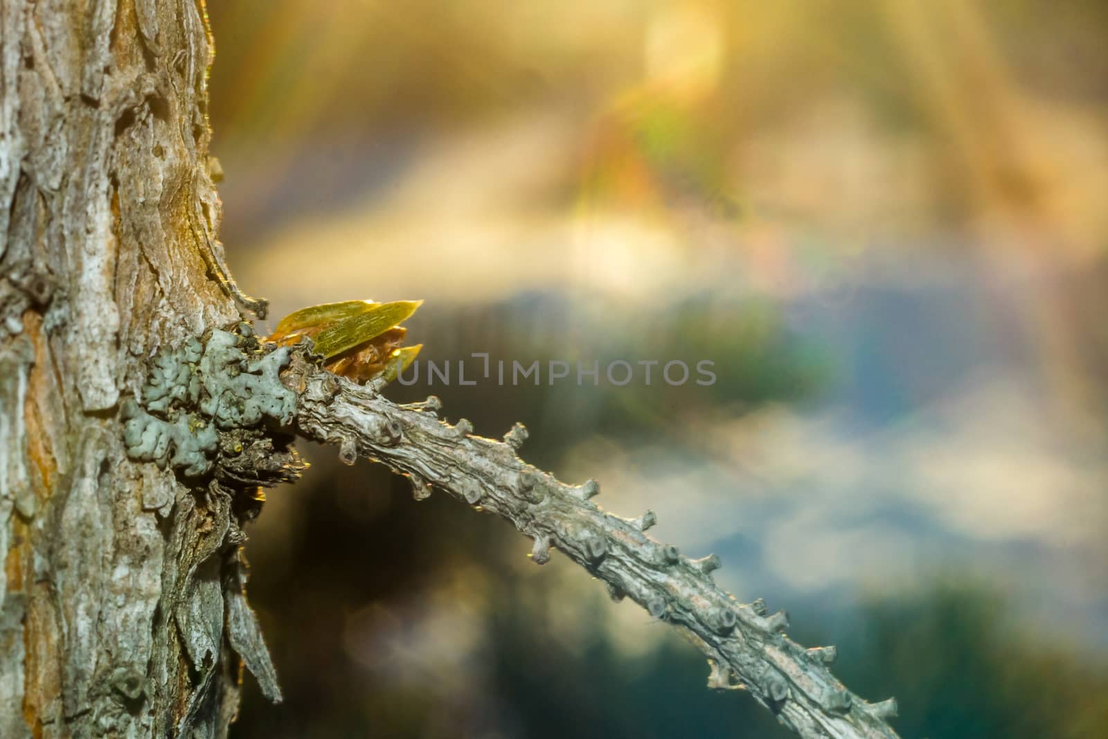 Bud on the tree autumn close-up colored background