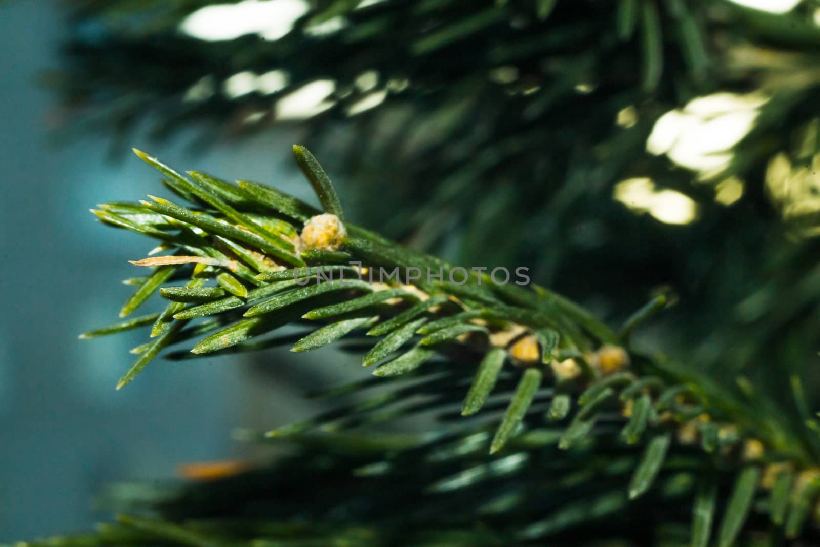 needle pine close-up winter macro photo waiting for the new year
