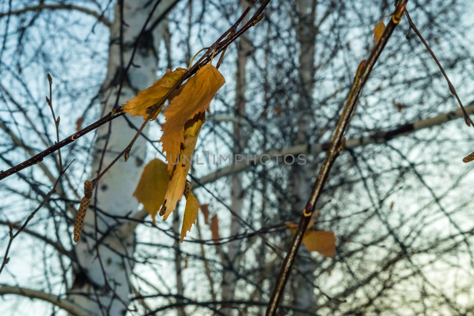 leaves close-up winter by darksoul72