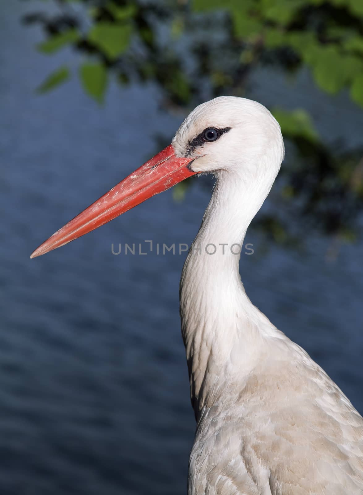 Head and neck of a white stork - Ciconia ciconia - in profile