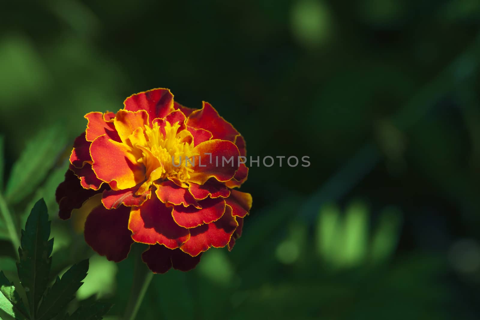Macro shot of marigold flower, Tagetes erecta, view from above